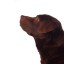 Bogie