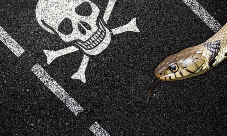 Rebel Routes: The Snake