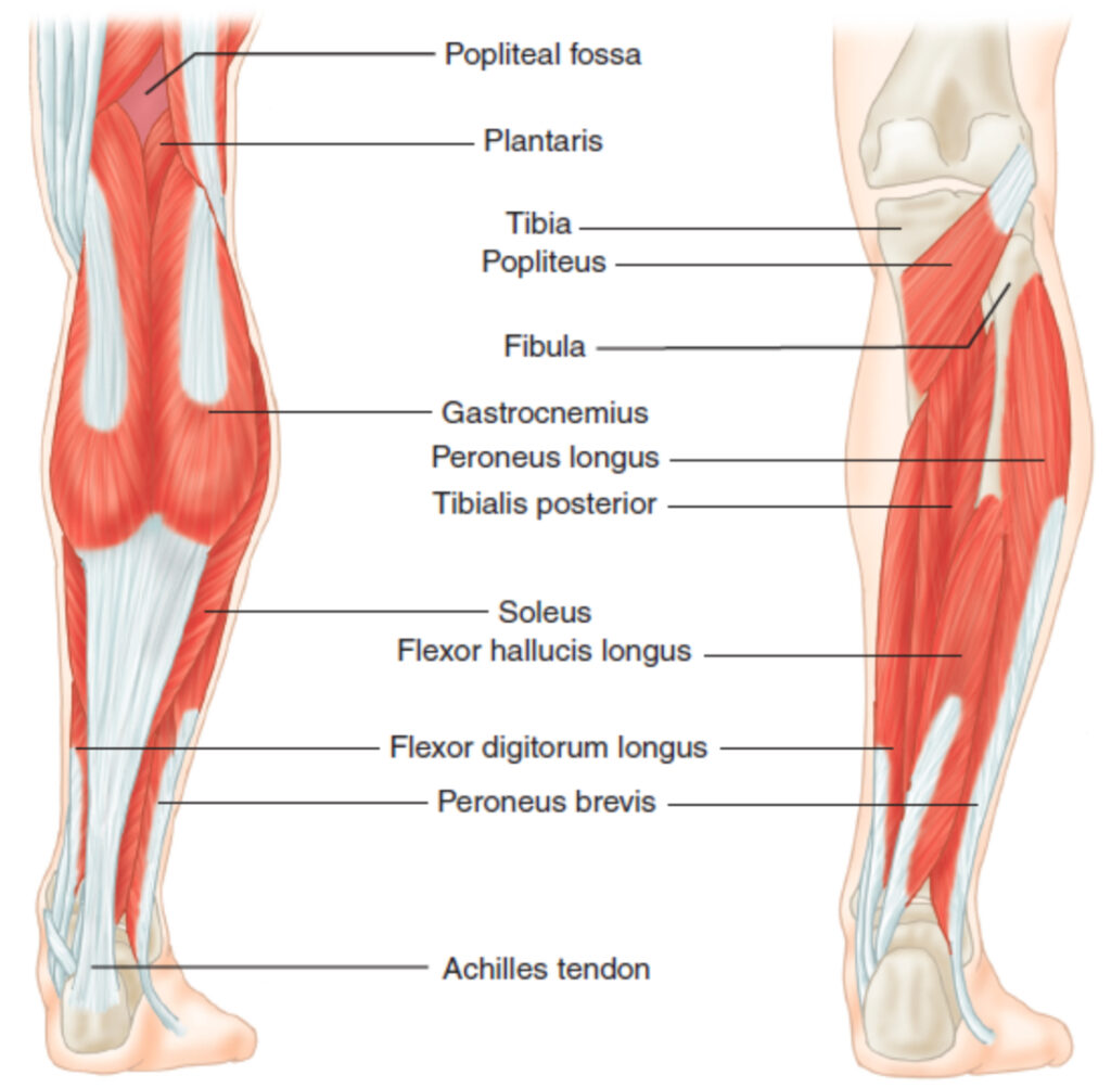 An Active Approach to Cycling Injuries: Ankle and Foot | Zwift Insider